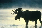 Moose